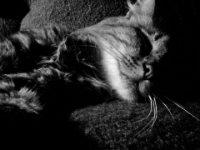 Hemes  The Cat20100518 0078